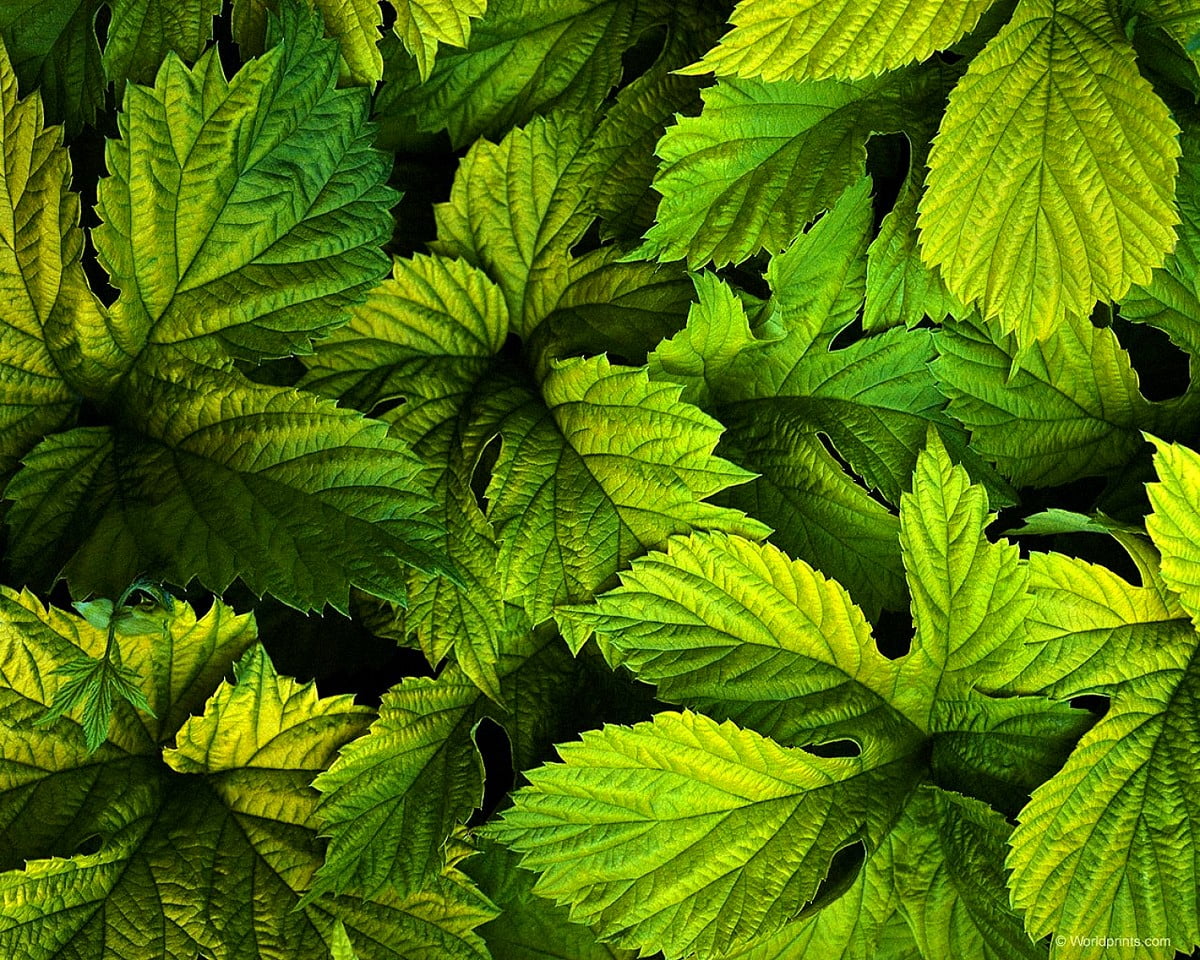 Green plant / free screen wallpaper