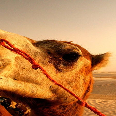 Arabian camel: 10+ wallpapers