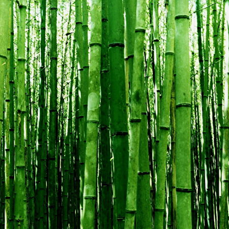 Bambou: 3 fond d'écran
