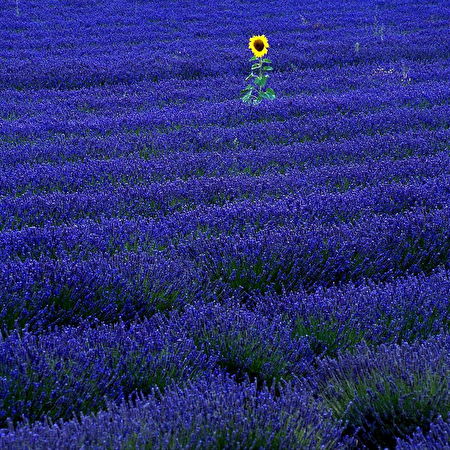 English lavender: 10+ wallpapers