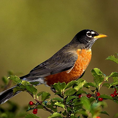 Oiseau chanteur: 20+ fond d'écran